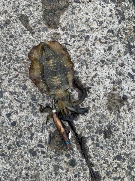 高浜アオリイカ新子調査。