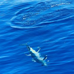 たかたかの釣り日記