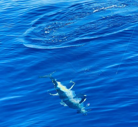 たかたかの釣り日記