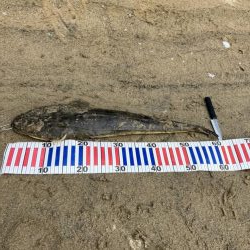 宮津マゴチ祭り