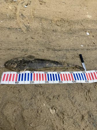 宮津マゴチ祭り