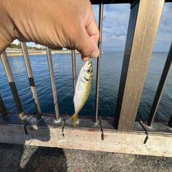 ウリボウマシマシ