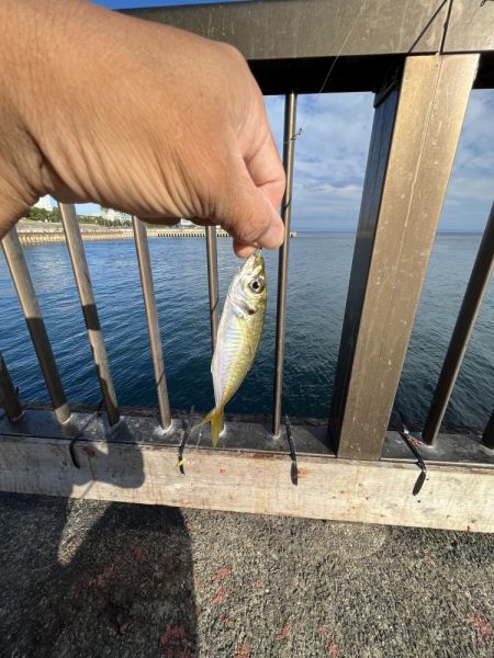 ウリボウマシマシ