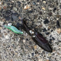 エギング高活性