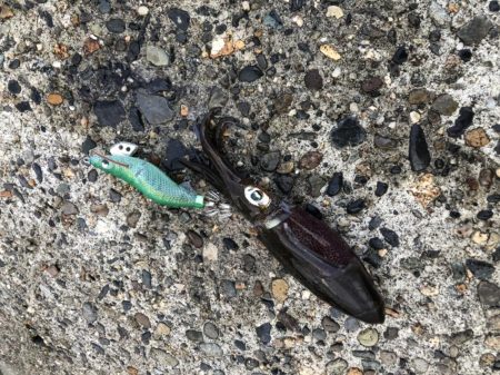 エギング高活性