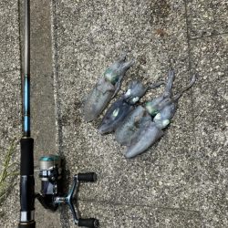 アオリイカ新子調査