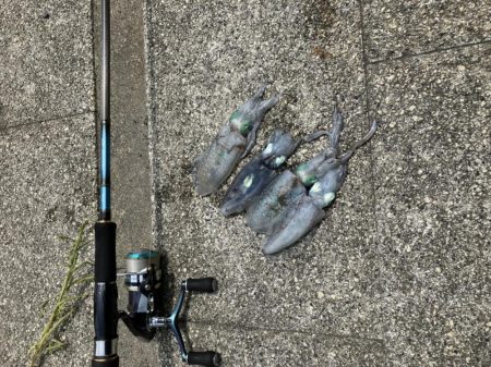 アオリイカ新子調査