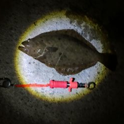 久しぶりのヒラメ～