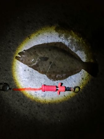 久しぶりのヒラメ～