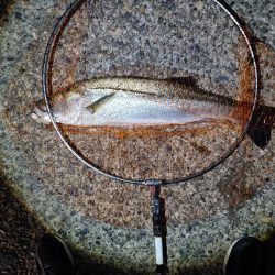 久しぶりに2匹のシーバス