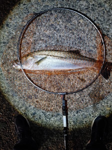 久しぶりに2匹のシーバス