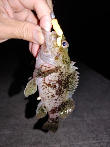 エギングとジグ単