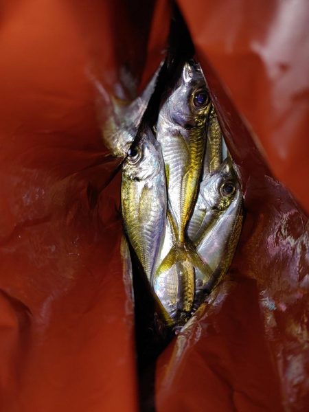 豆アジ厳しー！