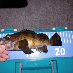 エギング メバリング