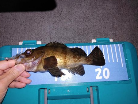 エギング　メバリング