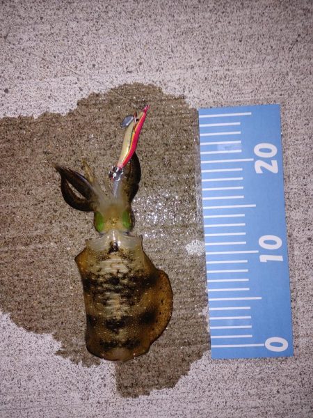 やっと初イカ！