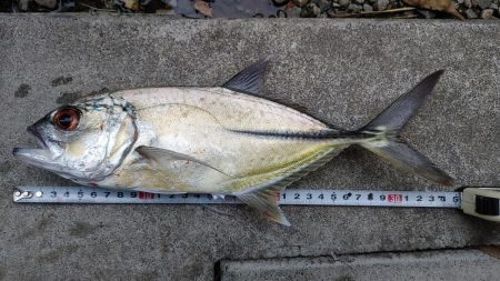 アジング、ギンガメアジと太刀魚