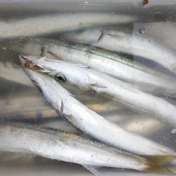 カマス沢山釣れた