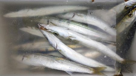 カマス沢山釣れた