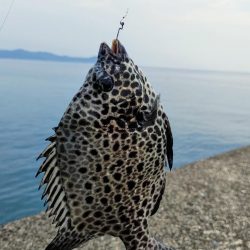 落とし込みイシガキダイ