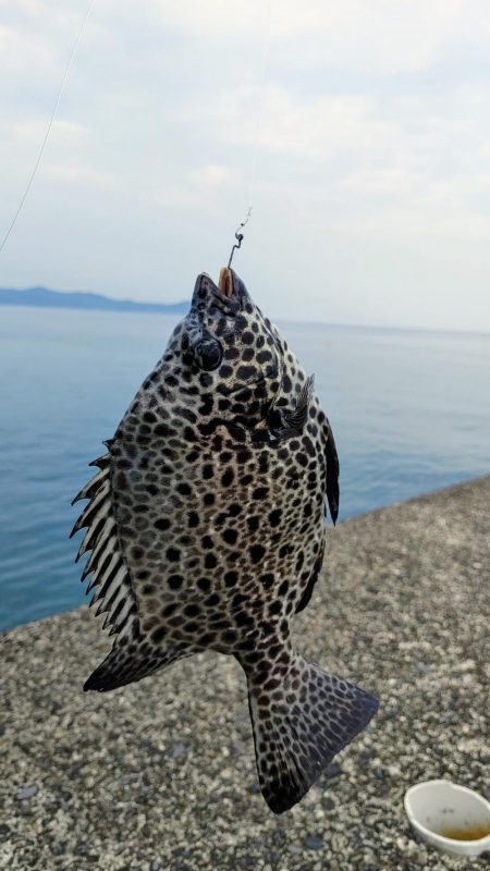 落とし込みイシガキダイ