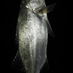 カマス用ルアーにシーバス喰ってきた。