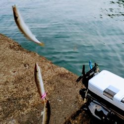 今日もカマス入れ喰い