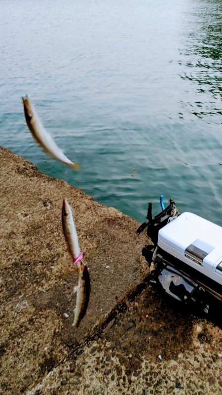 今日もカマス入れ喰い