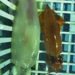 雷ゴロゴロ　イカぼちぼち