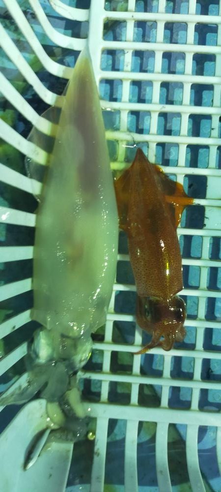 雷ゴロゴロ　イカぼちぼち