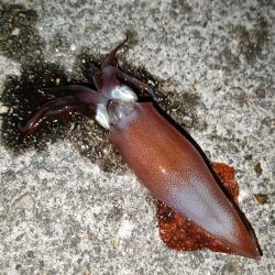 ケンサキ釣れてます。