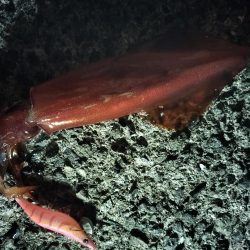 ケンサキエギング