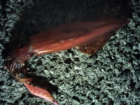 ケンサキエギング