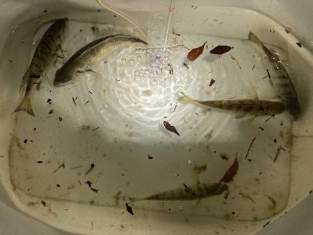 小チヌの数釣り