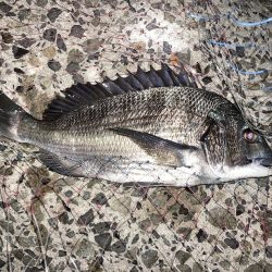 良型チヌにコッパの数釣り