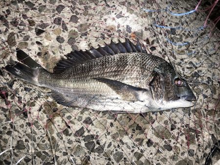 良型チヌにコッパの数釣り