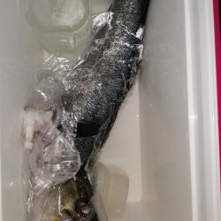 豆アジしか釣れないので