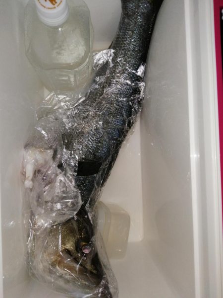 豆アジしか釣れないので