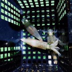 イカメタル＆バチコン2