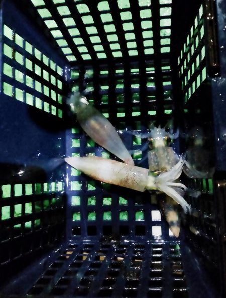 イカメタル＆バチコン2