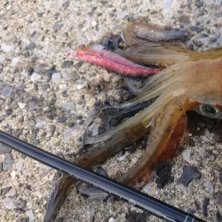 対馬エギング釣果