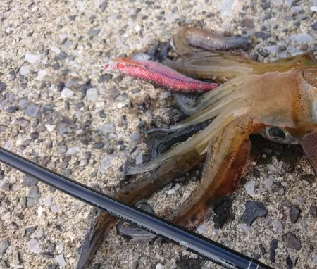 対馬エギング釣果