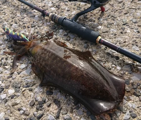 対馬エギング釣果