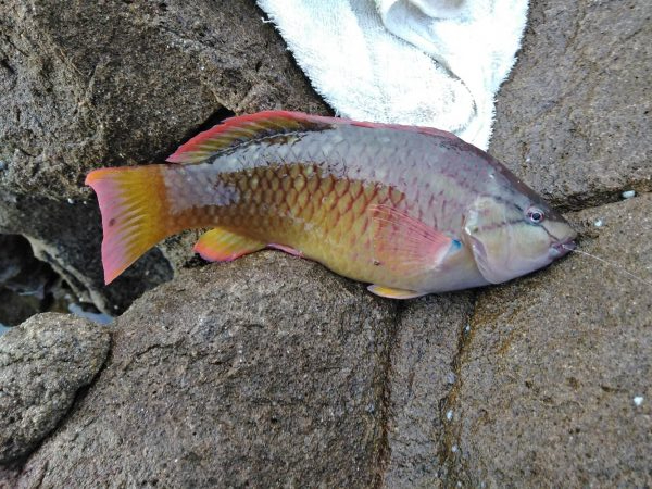 フカセ‥グレ釣れないですネ・・