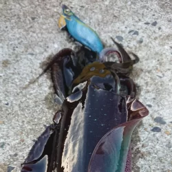 対馬エギング釣果