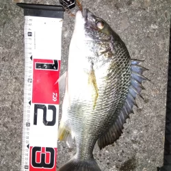 青虫投下してみました