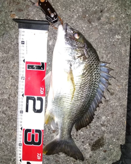 青虫投下してみました