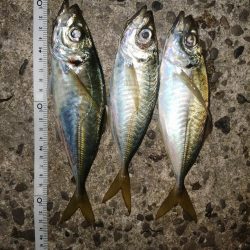 まだまだ厳しく