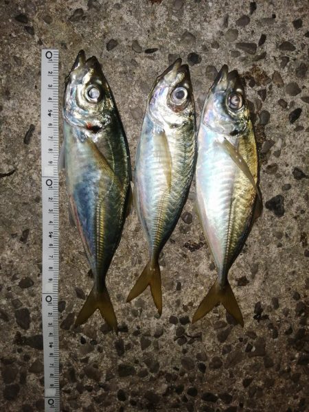 まだまだ厳しく