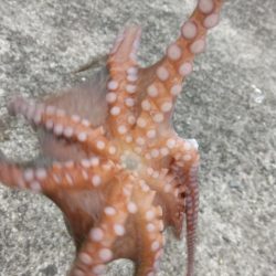 海の色がコーヒー牛乳